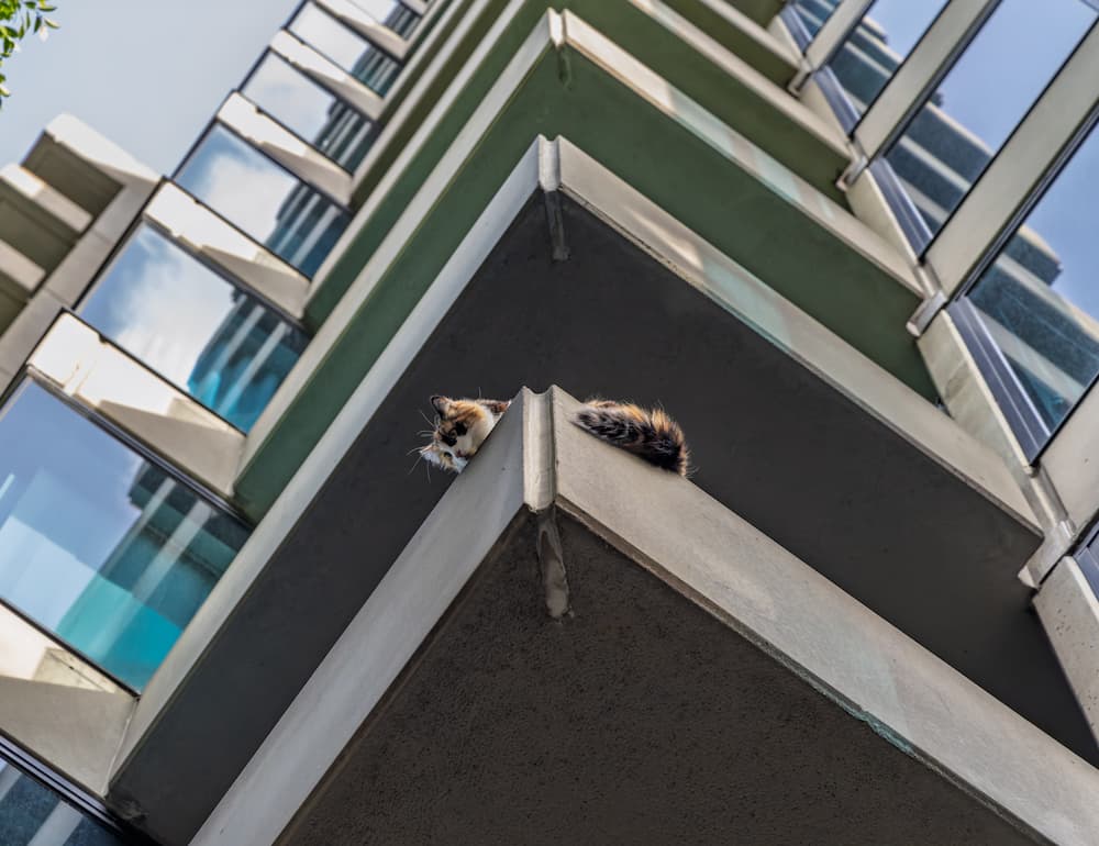 Cats can be fearless, which is why the question 'do cats really have nine lives' is asked often!
