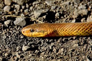 Poisonous Snakes for Dogs