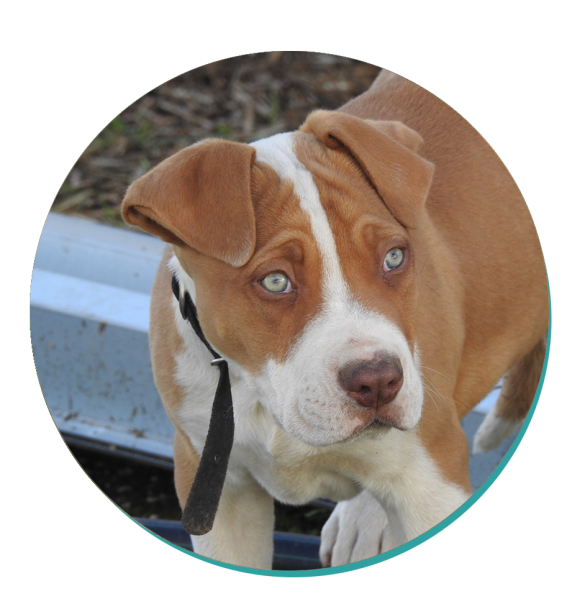 Bull Arab Dog Breeds Breed Information Mad Paws Blog