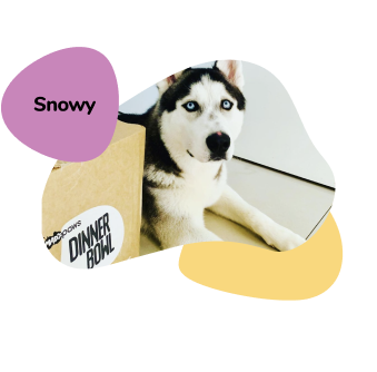 Snowy dog review