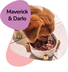 Maverick and Darlo review