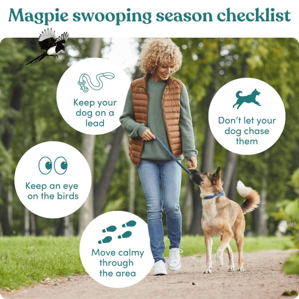 Magpie swooping checklist
