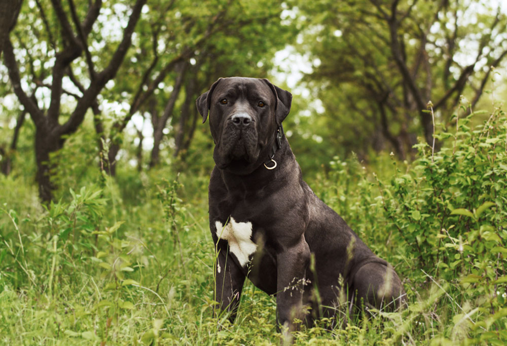 are boerboel hypoallergenic