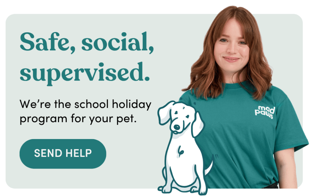 Our daycare service is like a school holiday program for your pet!