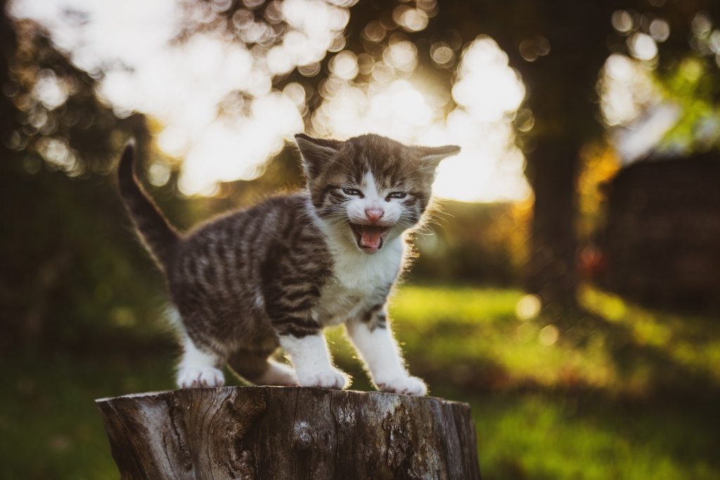 How Do I Stop My Kitten from Attacking Me?