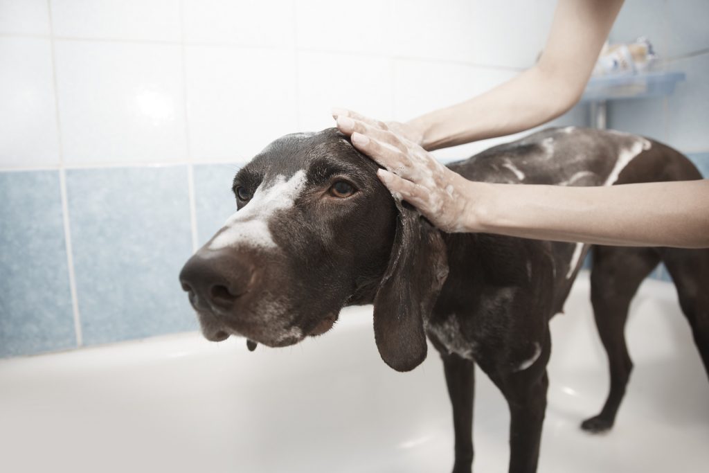How Often Should I Wash My Dog? Mad Paws Blog