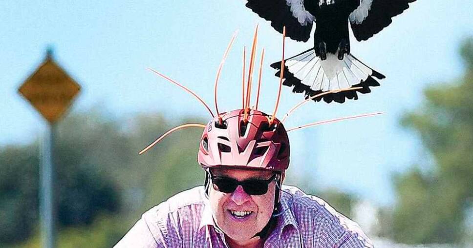 Magpie swooping season affects cyclists as much as people walking