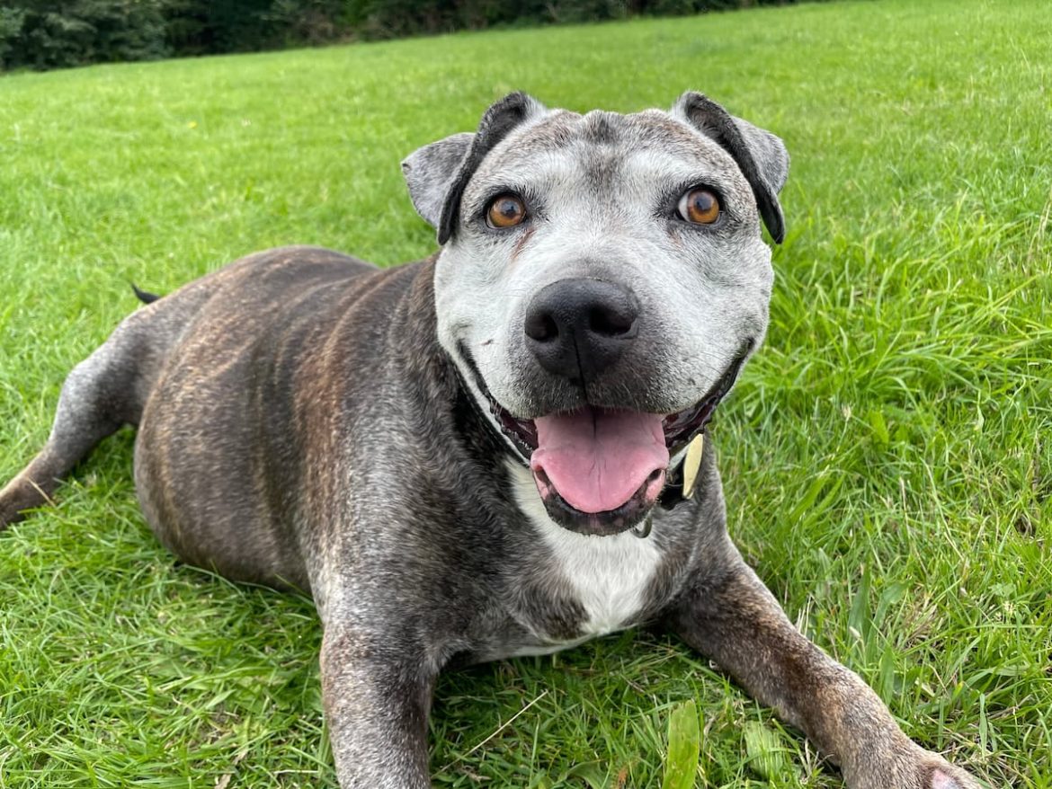 senior-dog-shutterstock_2426278245 (1) how to socialise an adult dog