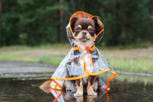 Do Dogs Like Rain?