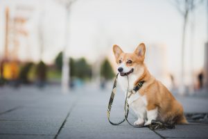 Loose Leash Walking