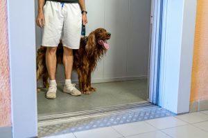 What Do Dogs Think About Elevators?
