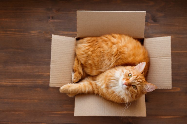 Why Do Cats Love Sitting in Boxes? Cat Behaviour Mad Paws Blog