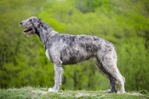Irish Wolfhound Big Dog Breeds
