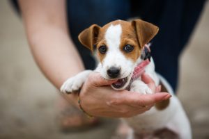 Puppy Chewing