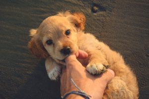 How to Stop a Puppy from Biting