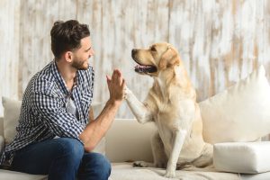 How Do Dogs Communicate with Humans?