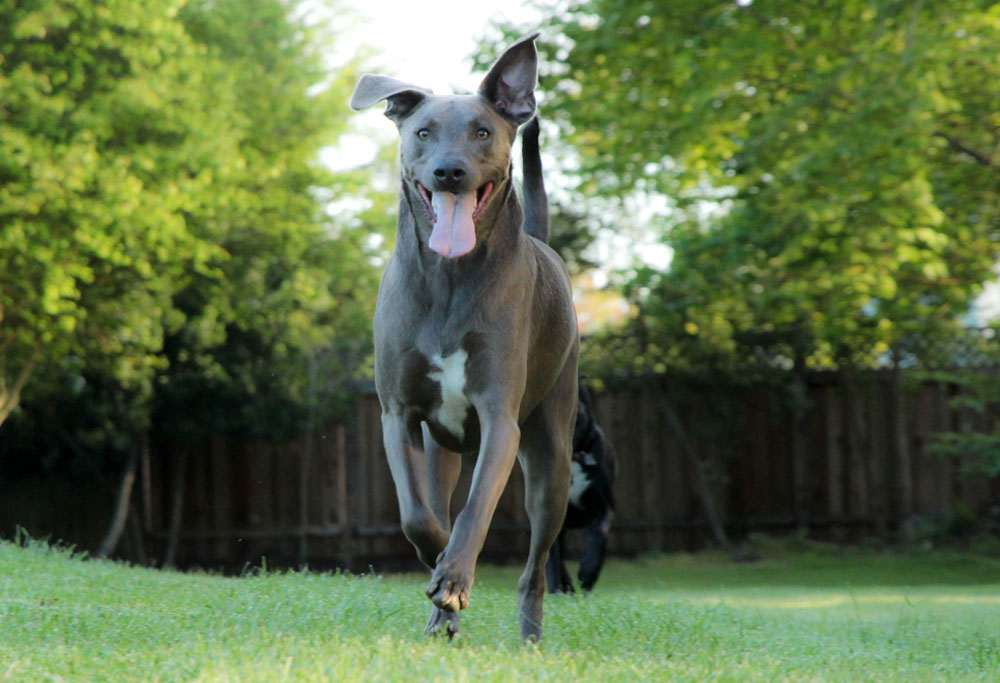 blue dog breeds