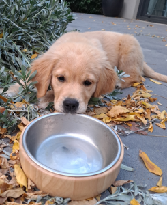 Furriest Foodie Finalist Nala