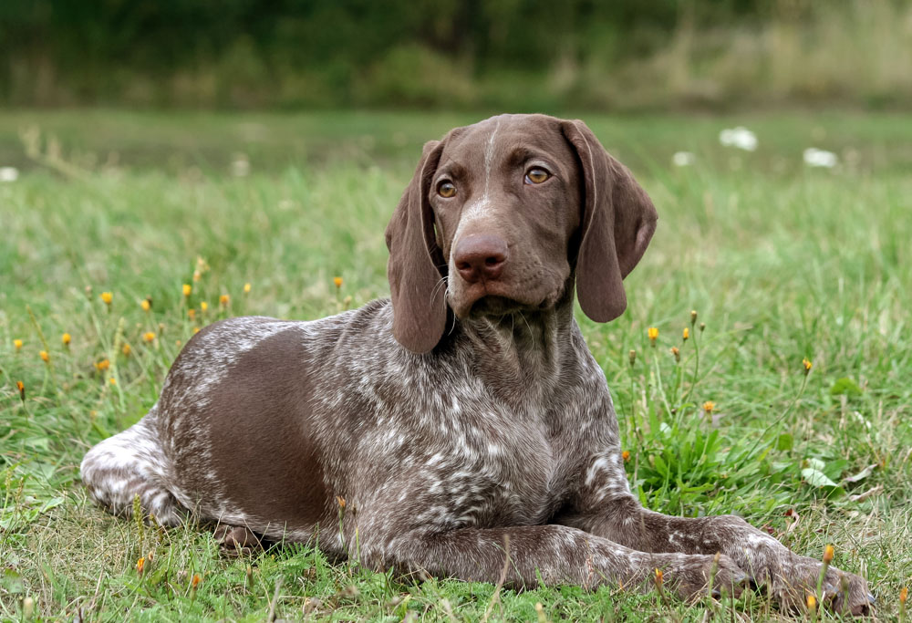 can german shorthaired pointers be left alone