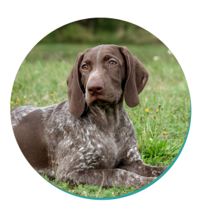 can german shorthaired pointers be left alone