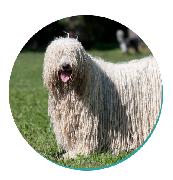 Komondor Dog Breeds Breed Information Mad Paws Blog