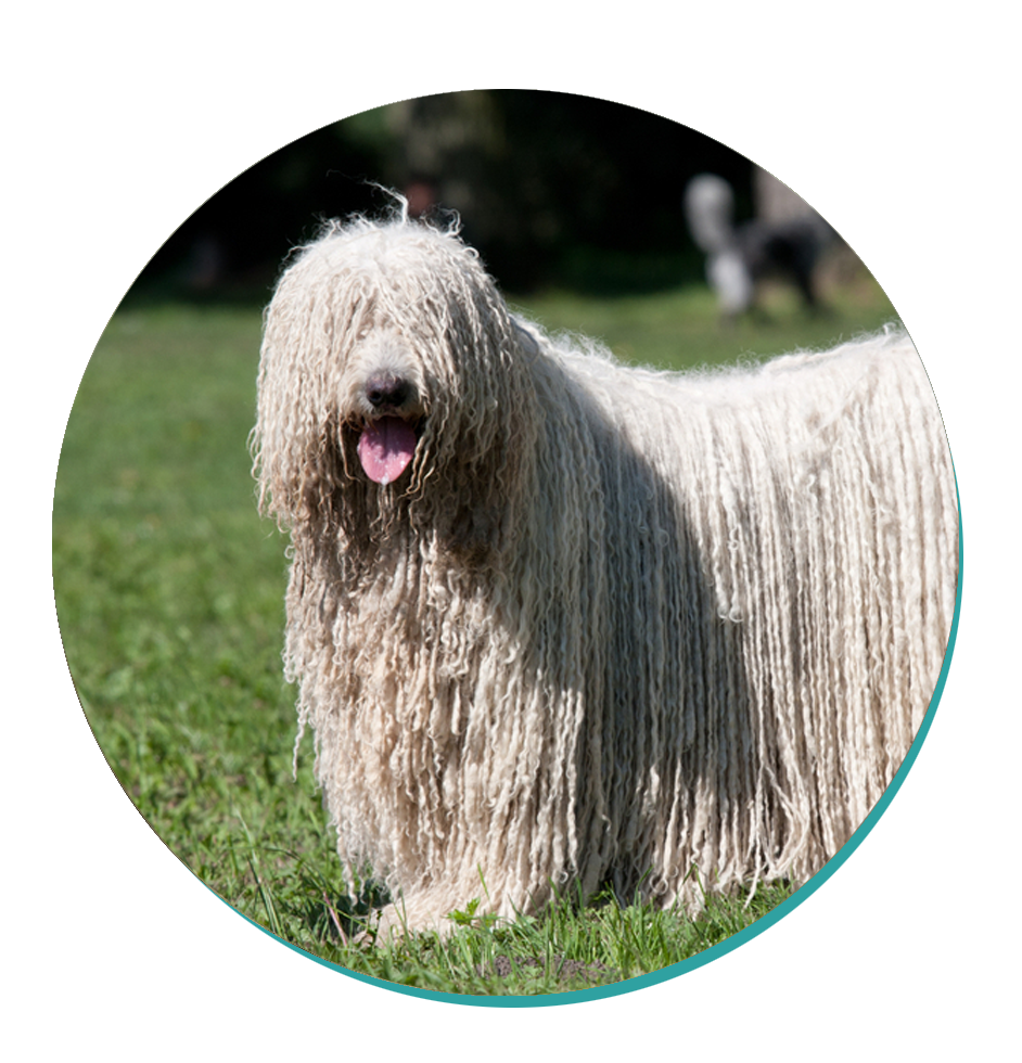 Komondor Dog Breeds Breed Information Mad Paws Blog