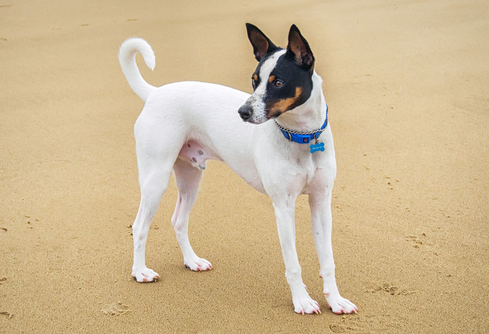 can miniature fox terriers get along with other animals