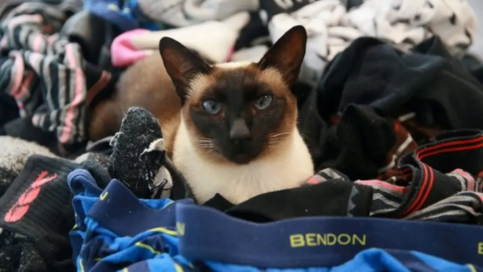 Get this cat fact - they have a habit of stealing!
