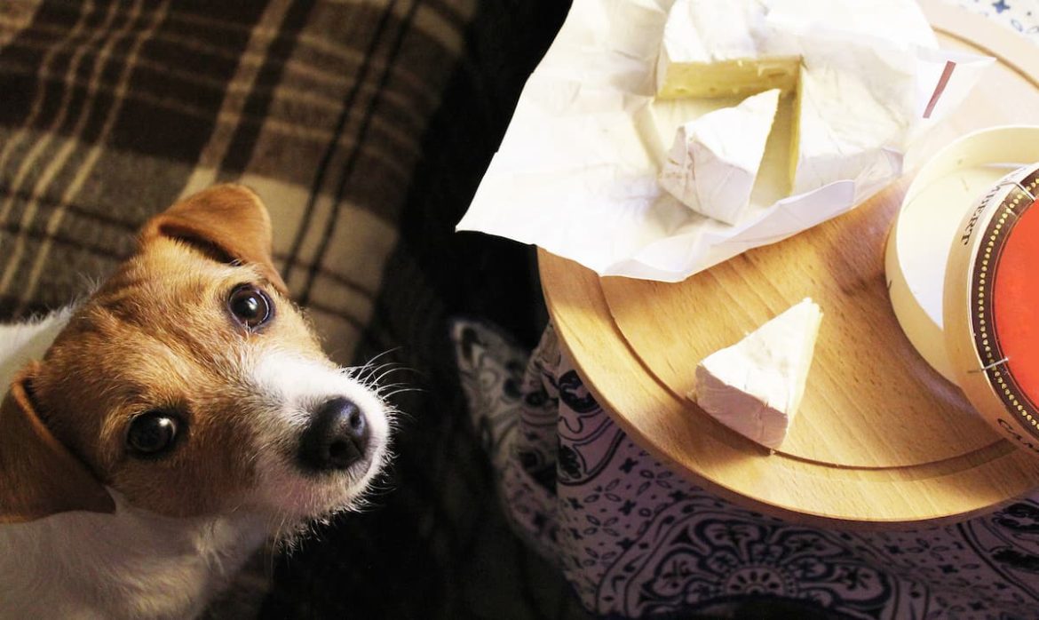 can dogs eat cheese