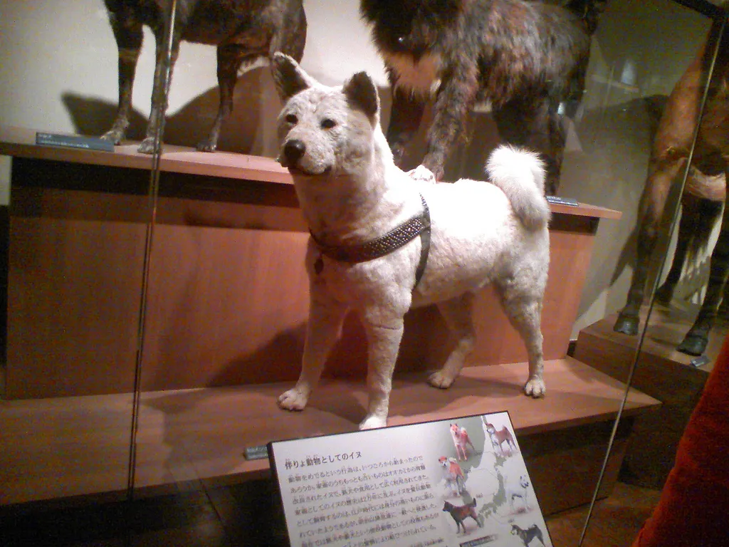 Hachiko can be found at