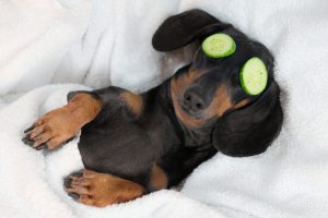 Cucumbers for dogs good or bad sale