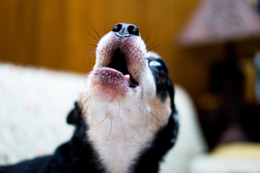 Why Do Dogs Howl at Sirens? | Dog Facts | Mad Paws Blog