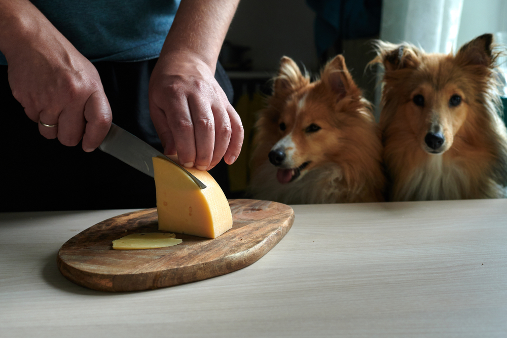 dog eating cheese