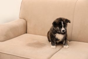 Dog pee out of clearance couch