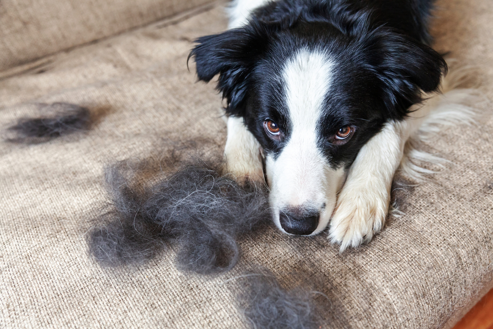 do all border collies have long hair