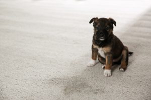 Puppy Cleaning