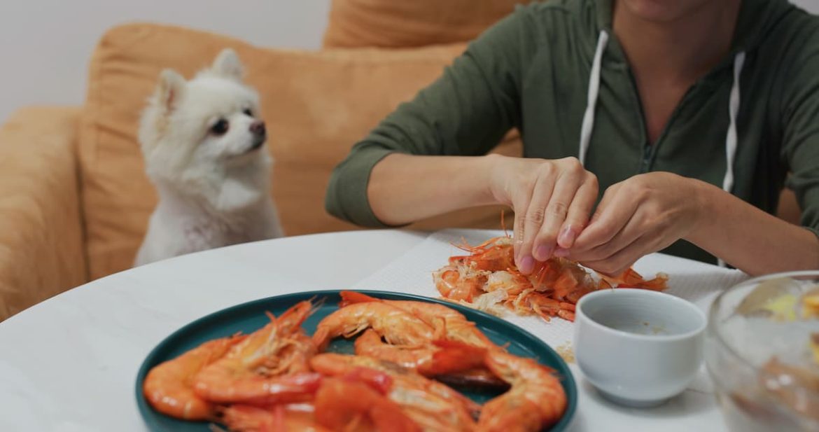 Can dogs eat prawns