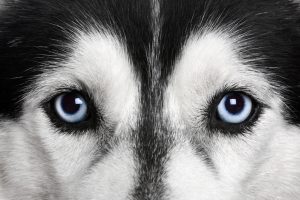 Can Dogs See in the Dark?