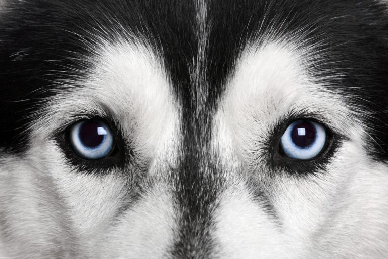 Can Dogs See in the Dark? Dog Facts Mad Paws Blog