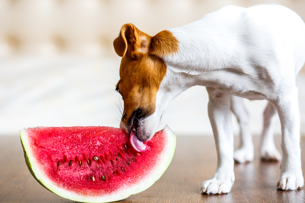 are dogs allowed to eat watermelon