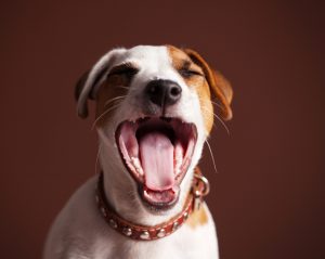 Bad Dog Breath