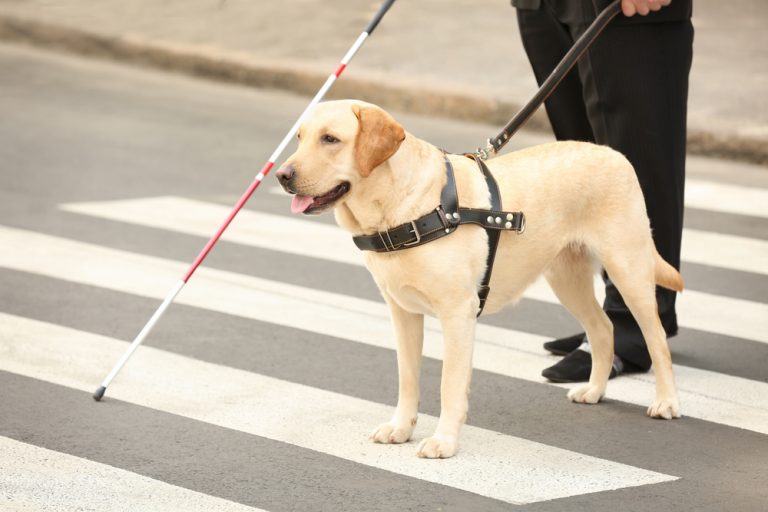 Assistance Dog Breeds Our Top 6 Breed Information Mad Paws