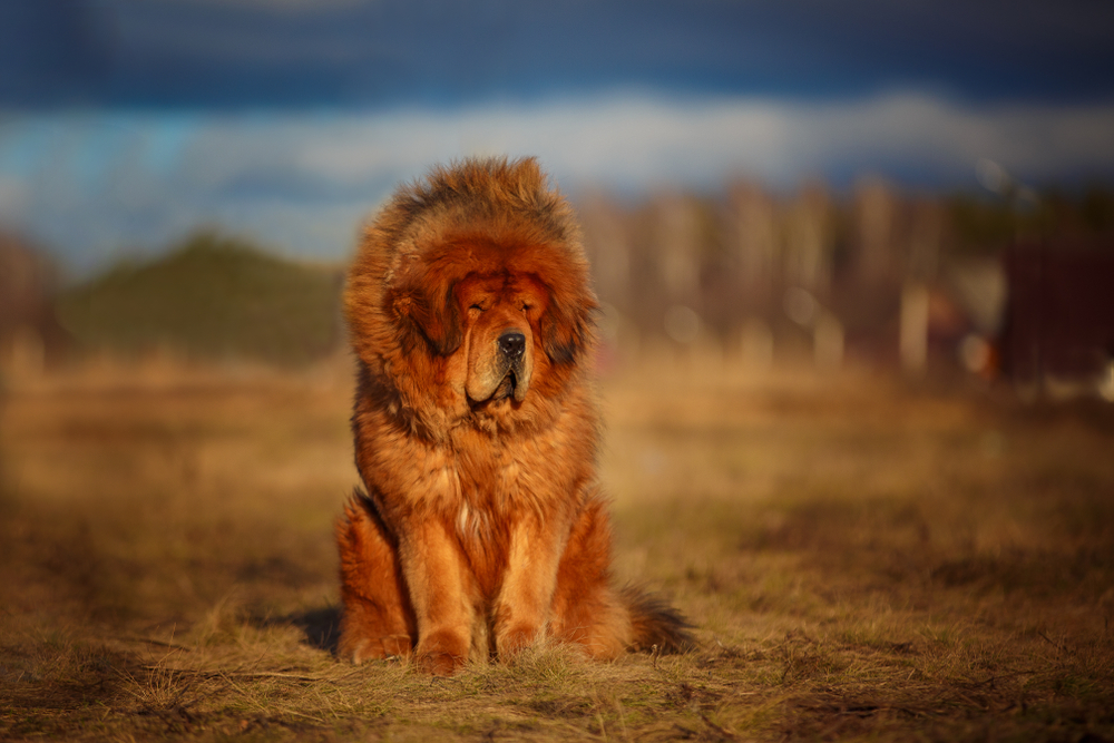 tibetan mastiff vs pitbull fight