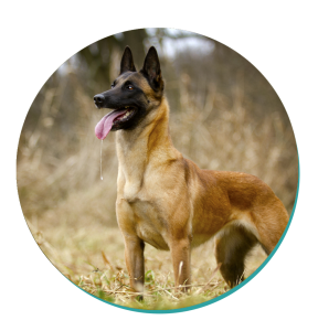 Belgian Malinois