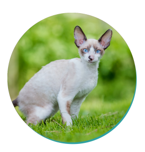 Cornish Rex