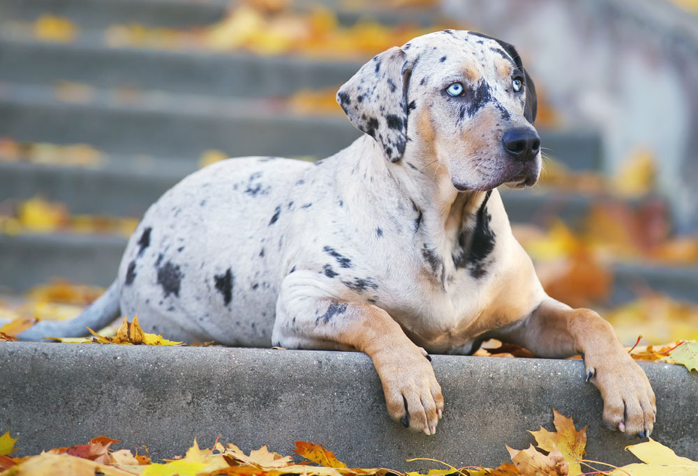 are catahoulas friendly dogs