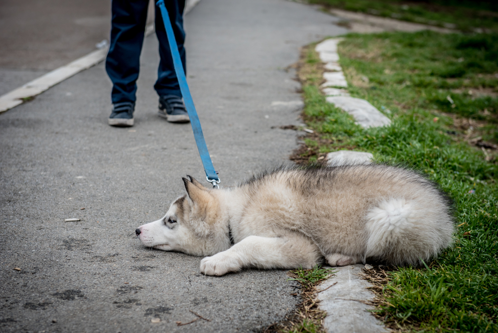 why does my puppy refuses to walk on a leash