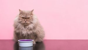 Do Cats Get Bored of the Same Food?