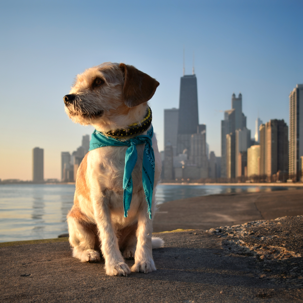 How Do I Raise My Puppy In The City Dog Training Mad Paws Blog