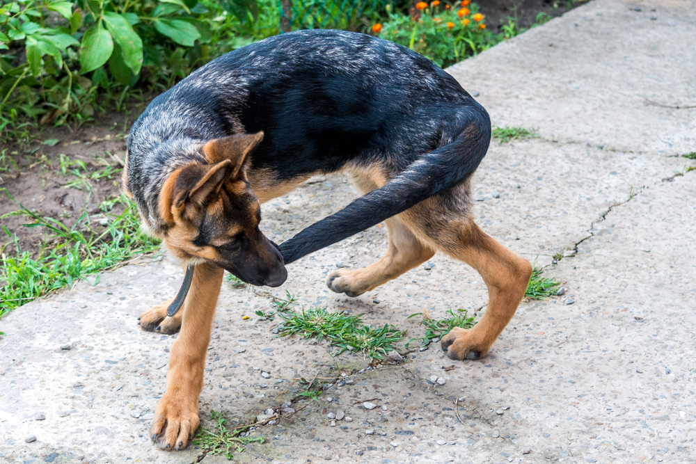 why do puppies chew their tails